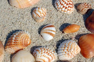 sea-shells