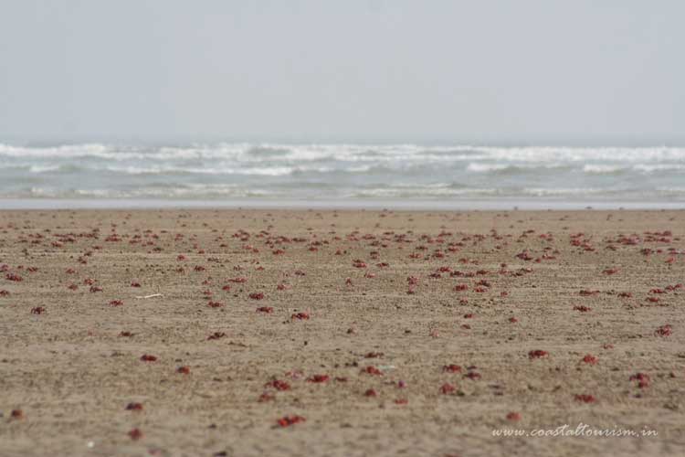 Talsari Beach in Balasore